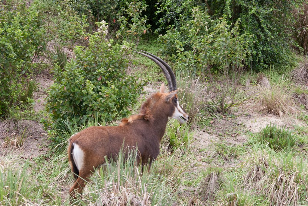 IMG_6729.jpg - Sable antelope.